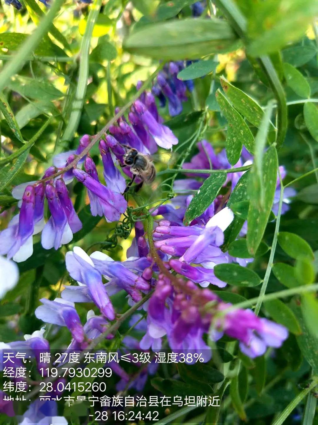 据了解,光叶苕子为一年生或越年生豆科草本植物,对土壤的要求不严