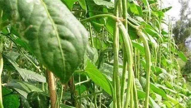 露地豇豆水肥一体化种植技术