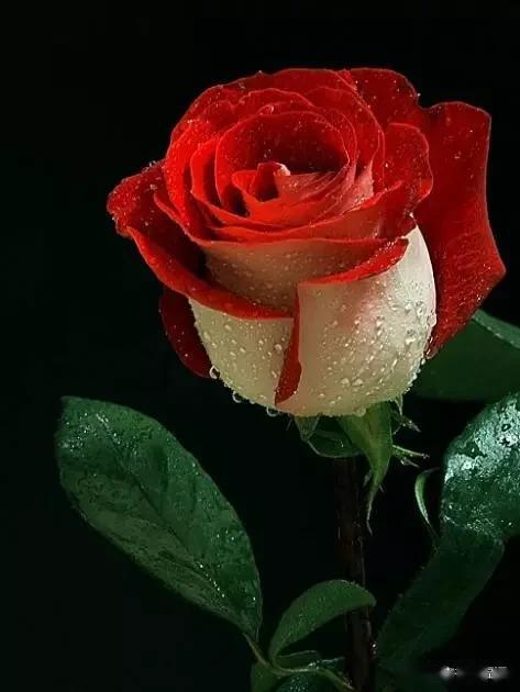 五月玫瑰花开 送你最美的玫瑰花 罕见的稀世玫瑰送给你 我要将这世界
