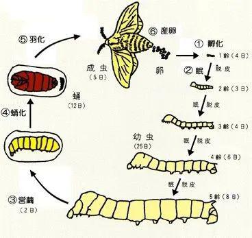 小科学家蚕桑第一课,彩茧蚕宝宝等你带回家!