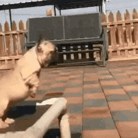 gif搞笑趣图:不得不说胆子真大!掉下去怎么办!想救都没办法!