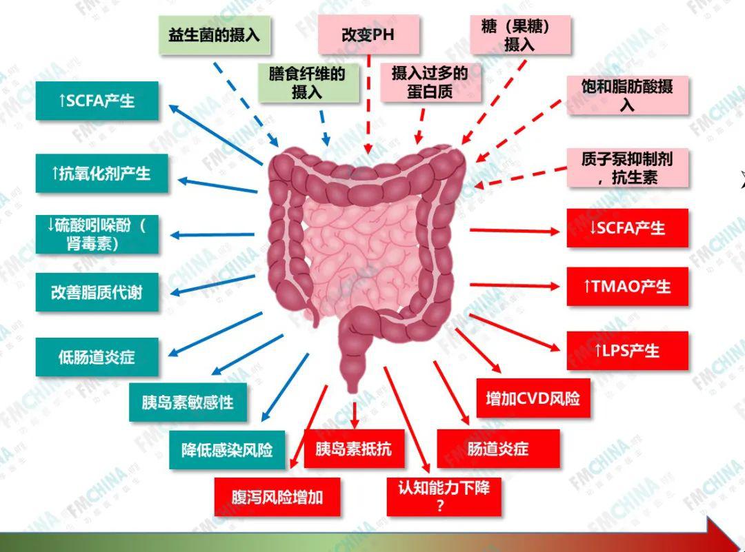 290.直肠和肛管的血管-基础医学-医学