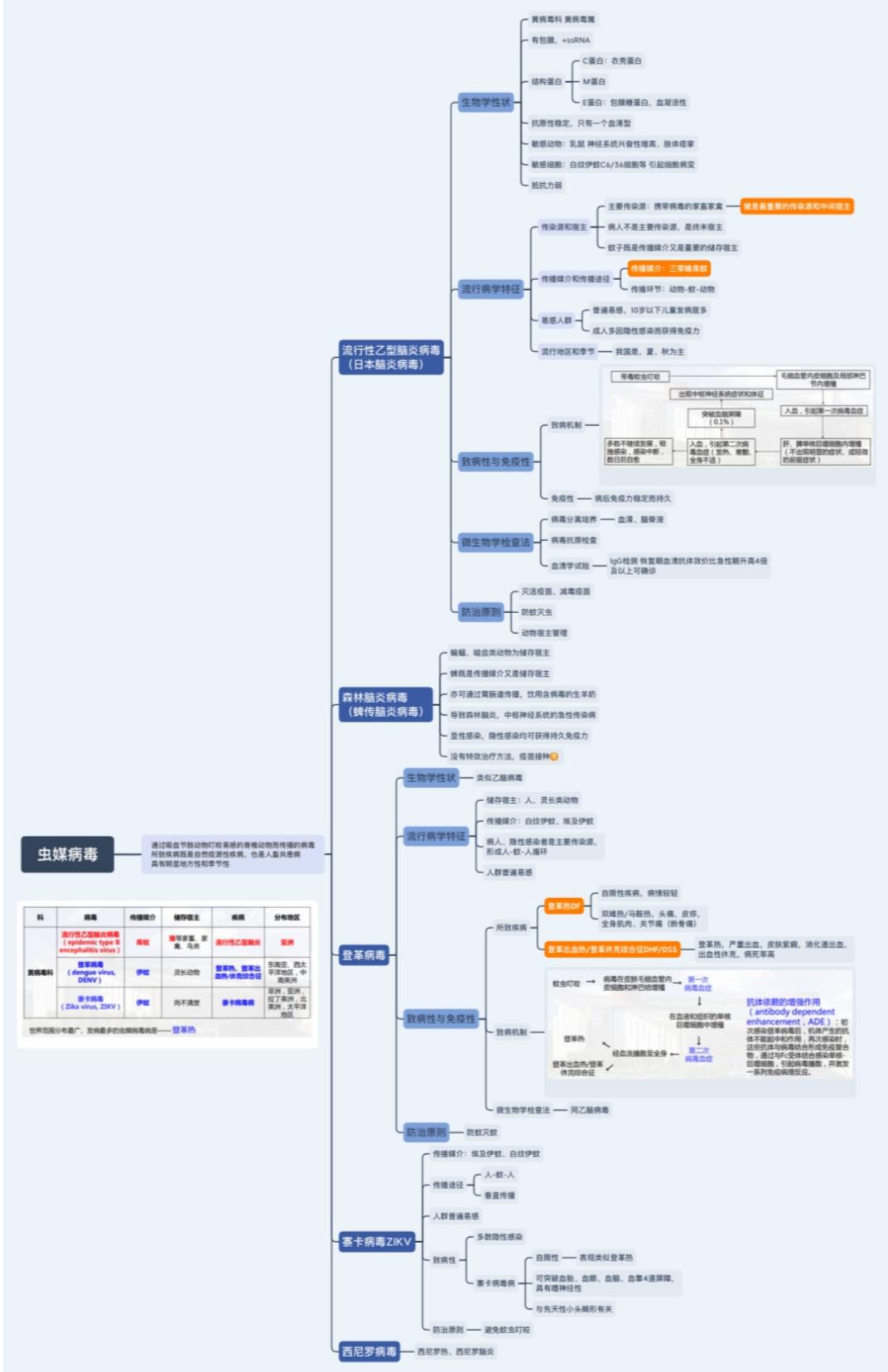 余洁 第一临床医学院 将微生物内容整理成思维导图形式,清晰直观