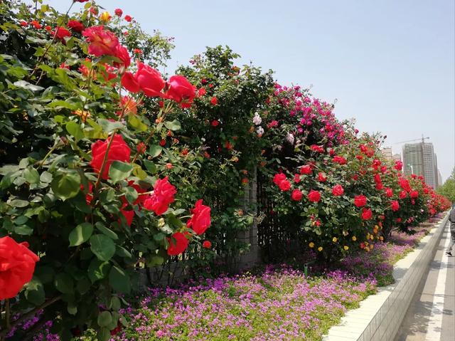 南阳月季开正艳条条道路成花园