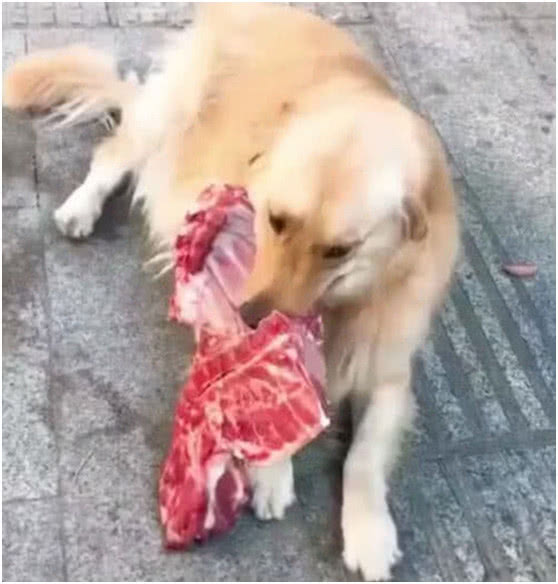 原创金毛叼着主人买来的肉就跑藏起来偷偷吃主人今天吃狗肉