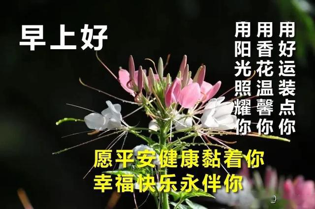 2020最新早上好鲜花唯美祝福图片 新版微信早安问候语精选