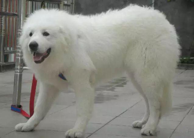 温和聪明,很奇怪的是,虽然身为大型犬但是他竟然比小型犬还要矫情!