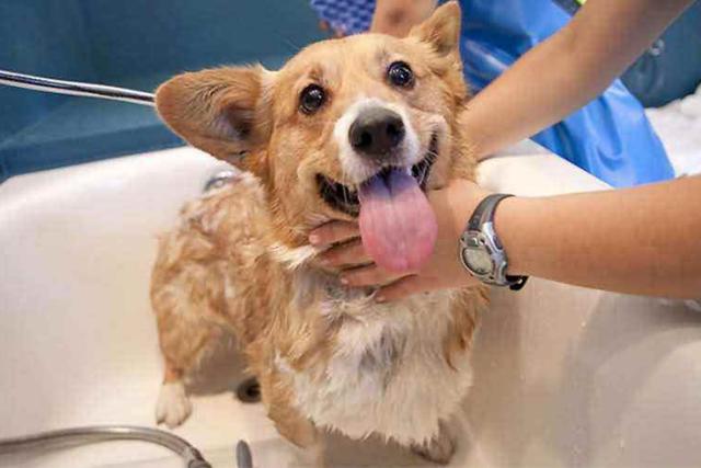 如何给狗狗洗澡不抗拒 a6eda58a716748749969cf21df0bd075.jpeg