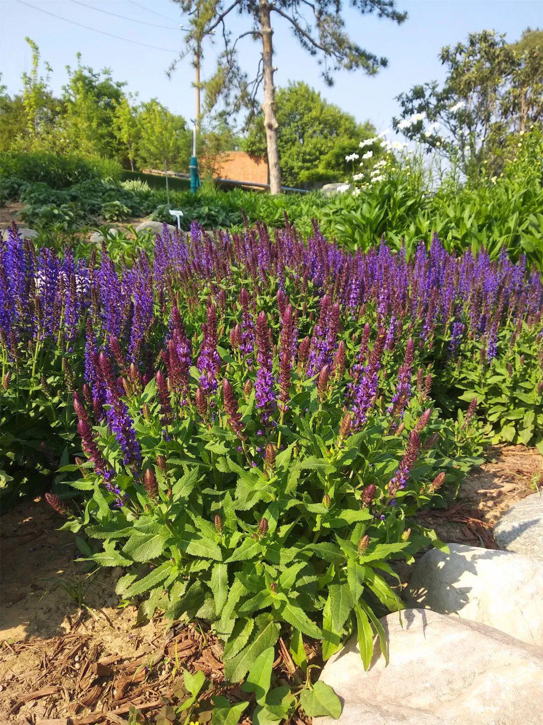 耐热宿根花卉什么季节生产比较好