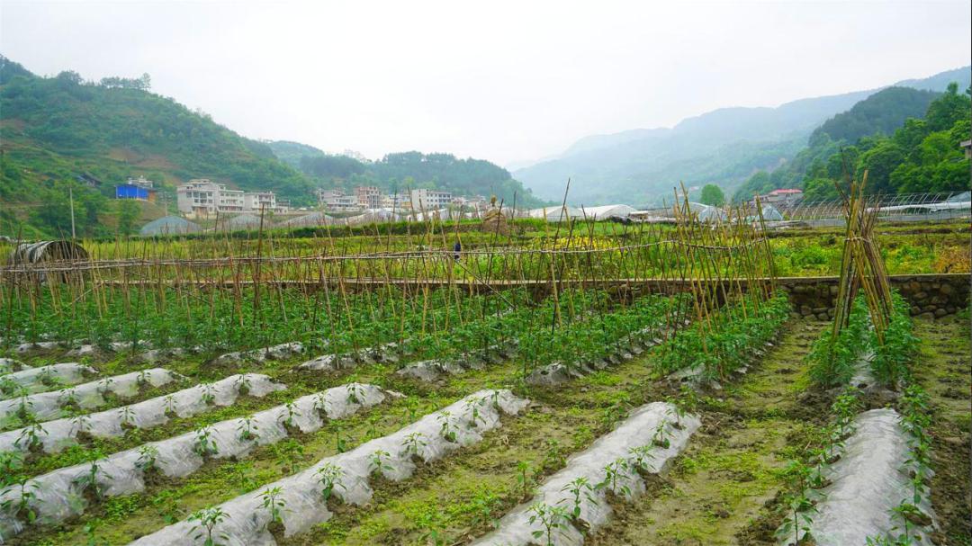 重安镇安江村早熟蔬菜种植基地