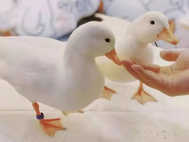 思聪同款鸭——柯尔鸭
