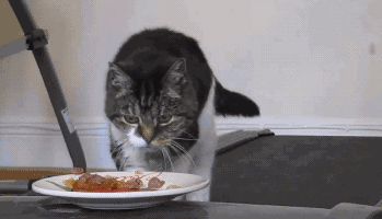 胖乎乎的猫狗才可爱?小宠医师:外表下暗藏的患病风险你需要知道!