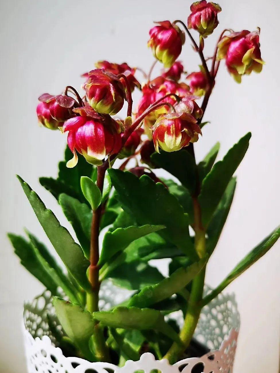 【"漫"阅读】闲话书茶花