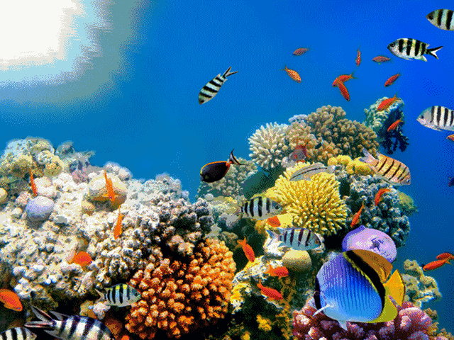 萌萌哒观赏鱼 看到这里有没有马上出发的冲动?