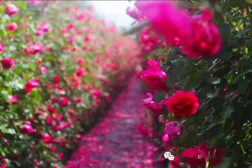 门票免费送2020秀山龙凤花海玫瑰之约恐龙风车旅游季5月1日开幕盛大