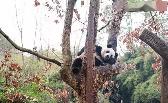 大熊猫毛笋远嫁丹麦抱树思故乡