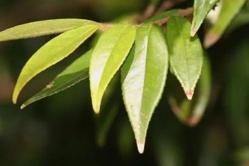 【农金故事】柳叶茶,二老的义举仁心