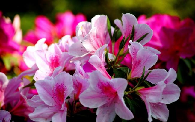 现在种什么花最适合 dac991a3c10645b1aa36d390b72263c8.jpeg