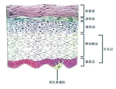 粉丝提问我基底层的细胞老化高达78有什么办法吗