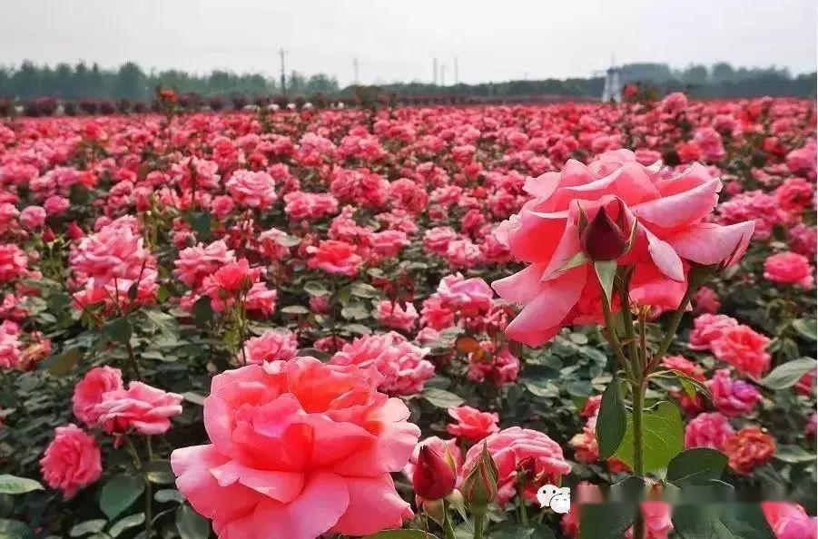 门票免费送2020秀山龙凤花海玫瑰之约恐龙风车旅游季5月1日开幕盛大