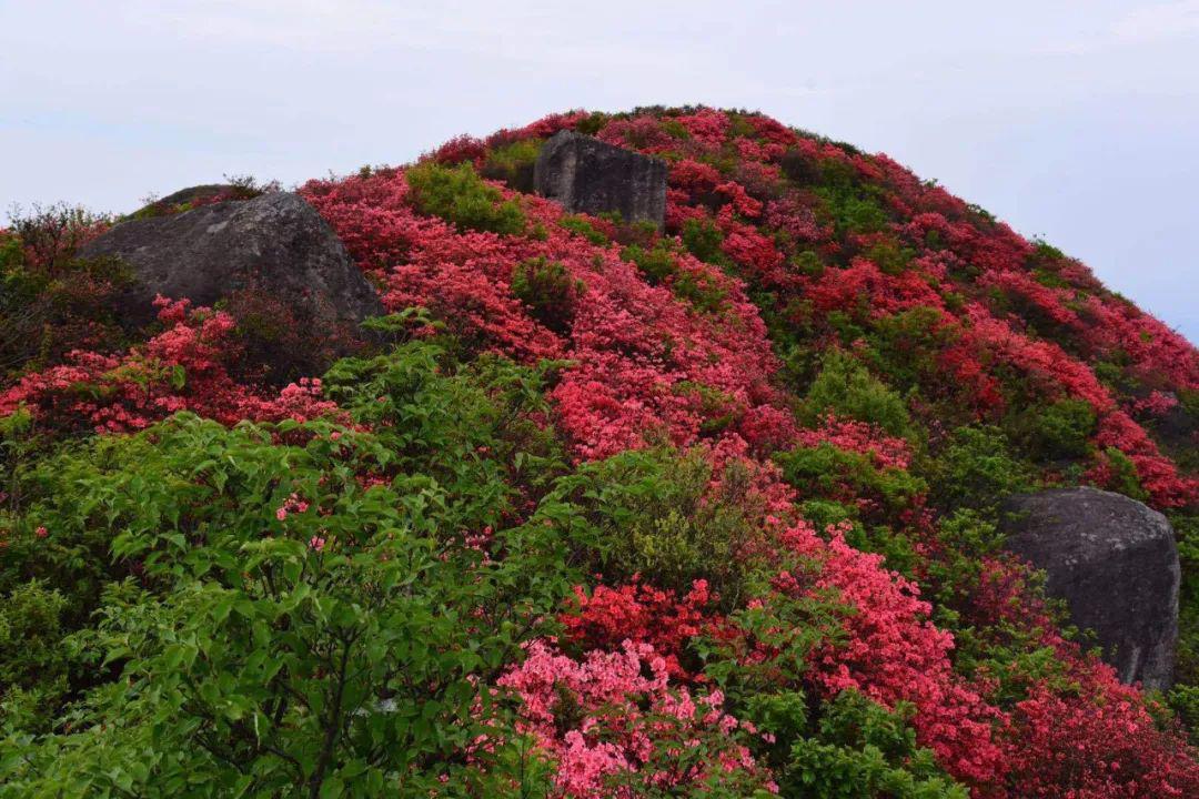 5月3日升华山观高山杜鹃花海