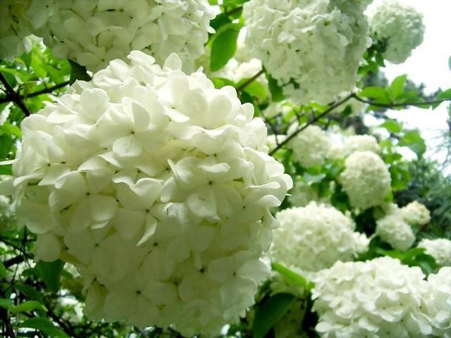 长在树上的绣球花,开花成团花色洁白,名叫琼花太美了