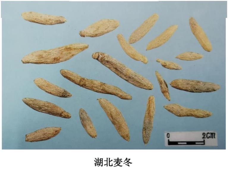 短葶山麦冬栽培于福建仙游,惠安等地.栽培与采收方法与湖北麦冬相同.