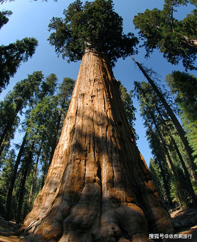 全球最大的树,有3500多年历史,直径达11米,需20人环抱