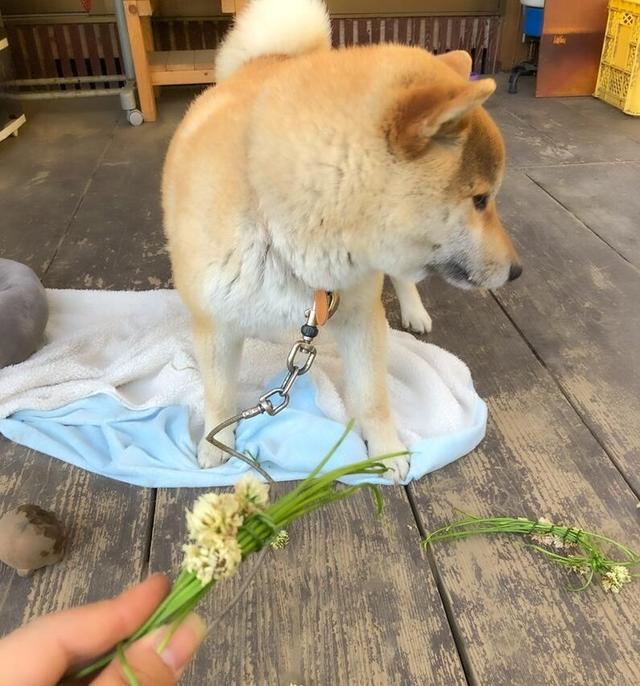 饲主编了个花圈,正要给狗狗戴上时,柴犬:去你的公主梦