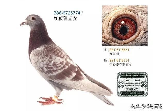 鸽子怎么做法最好 0a3ecb6a45c44dd3af47e343c3c4fcc5.jpeg