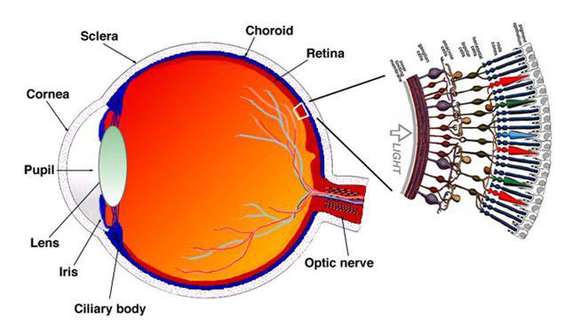 figure43 眼睛结构及视网膜结构