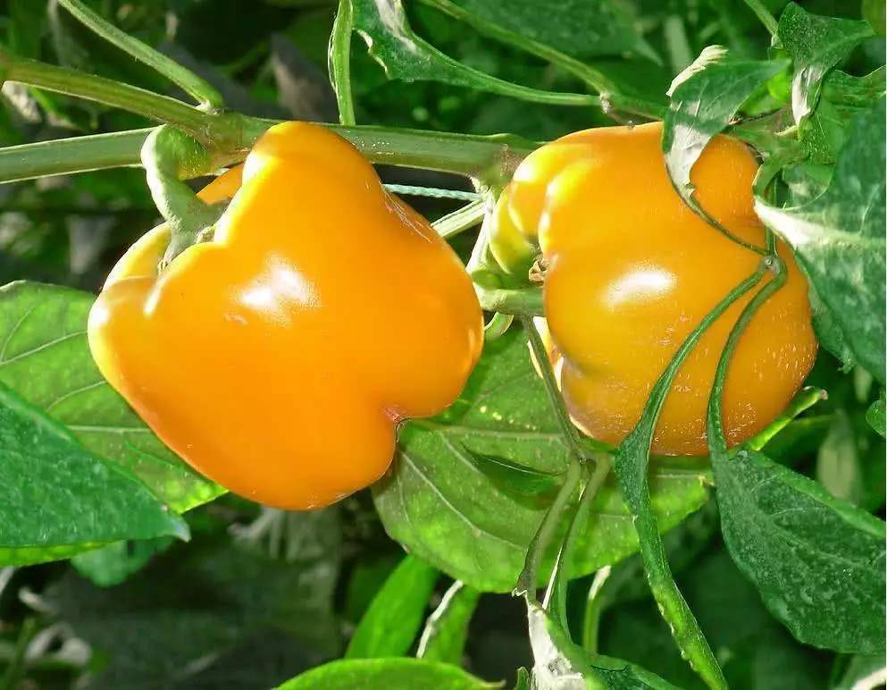 南方什么时候种西红柿最合适 252ee681e64a496d8b5642d0b8605bc4.jpeg