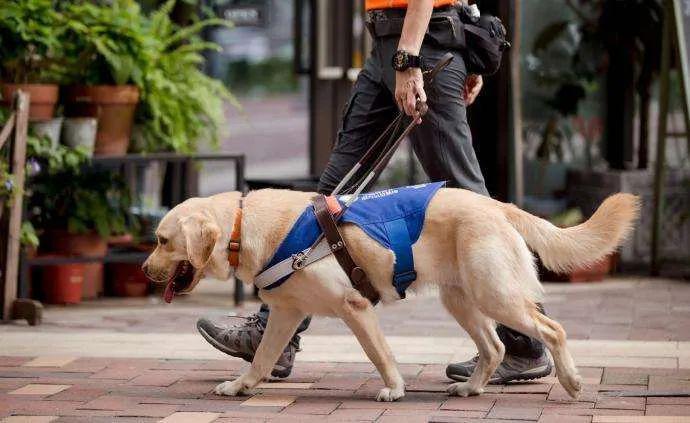 是"国际导盲犬日,在这一天大家一定被一只叫做"淘宝"狗狗所牵动着