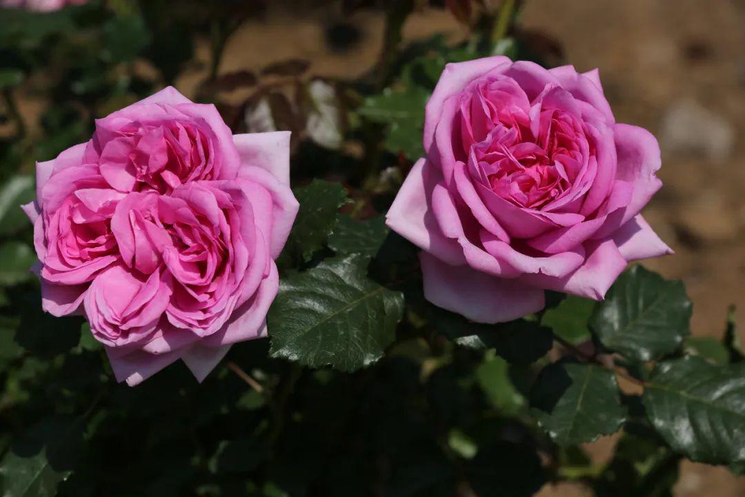 蔷薇和月季区别在哪里 3cf4d1077e82443ea498a1670c6ae50a.jpeg