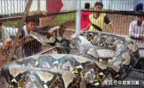 泰坦蟒有没有灭绝了 3d4f65ecd96946f9a9463fc1c6c28bad.jpeg