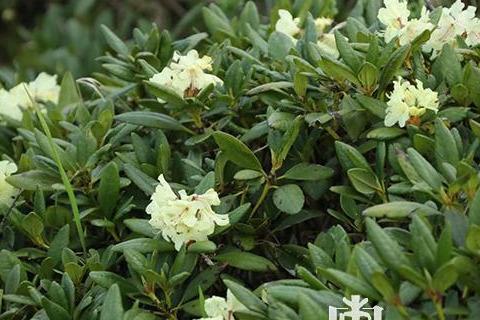 牛皮杜鹃花在凤凰山空中花园绽放美曝了
