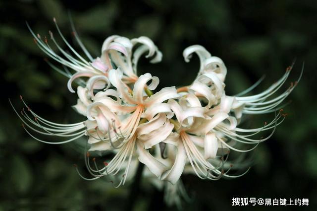 彼岸花的寓意是什么意思呢 4be27a9511334b7399dc4eaaa1c81488.jpeg