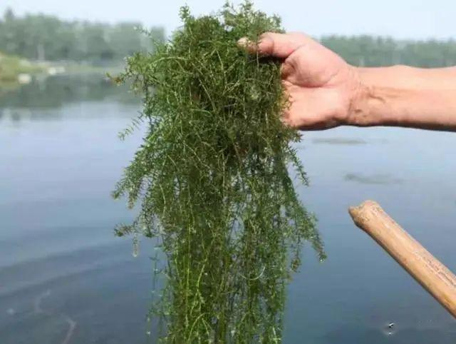 一天之间,养殖小龙虾池塘水体浑浊,水草挂脏,究竟是何