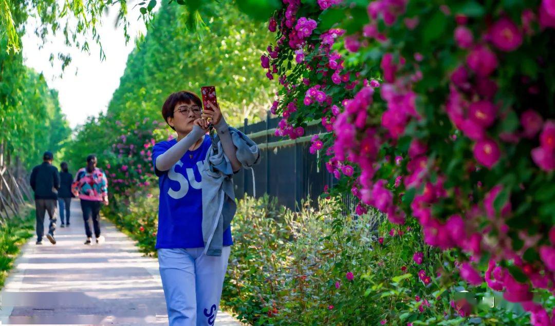 蔷薇花图片真实 61d28a1c1eb84ec2bda35680a9290154.jpeg