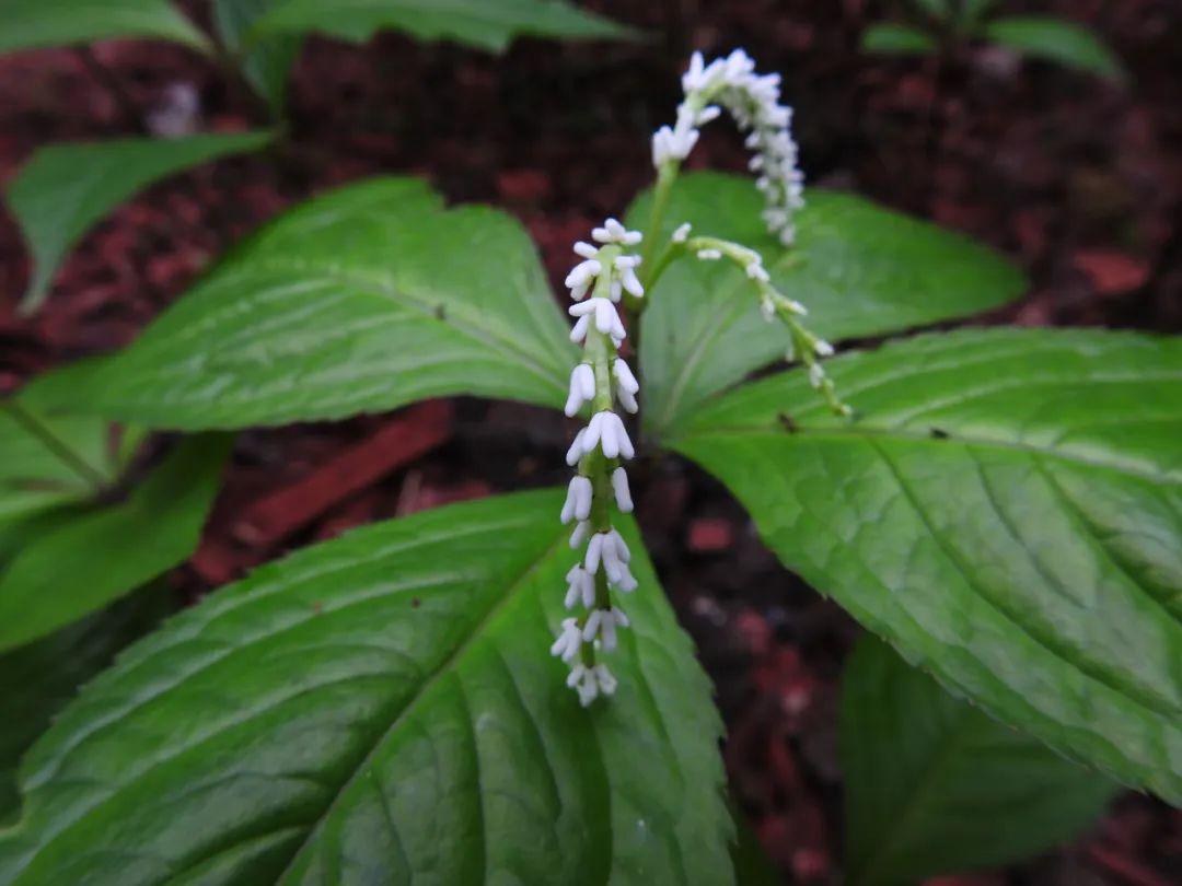 每旬花讯│人间四月尽芳菲_草药