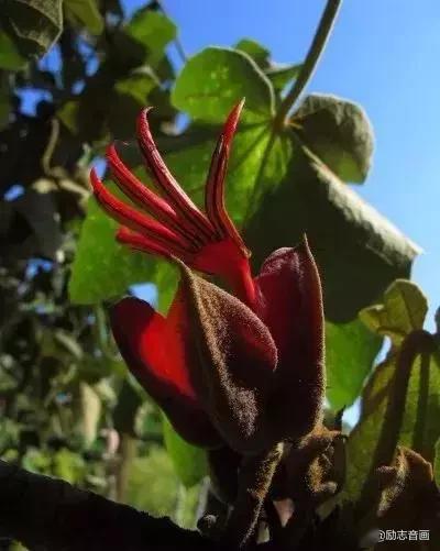 世界上最顽强的花:千岁兰!可以活1500年!见者增寿命!