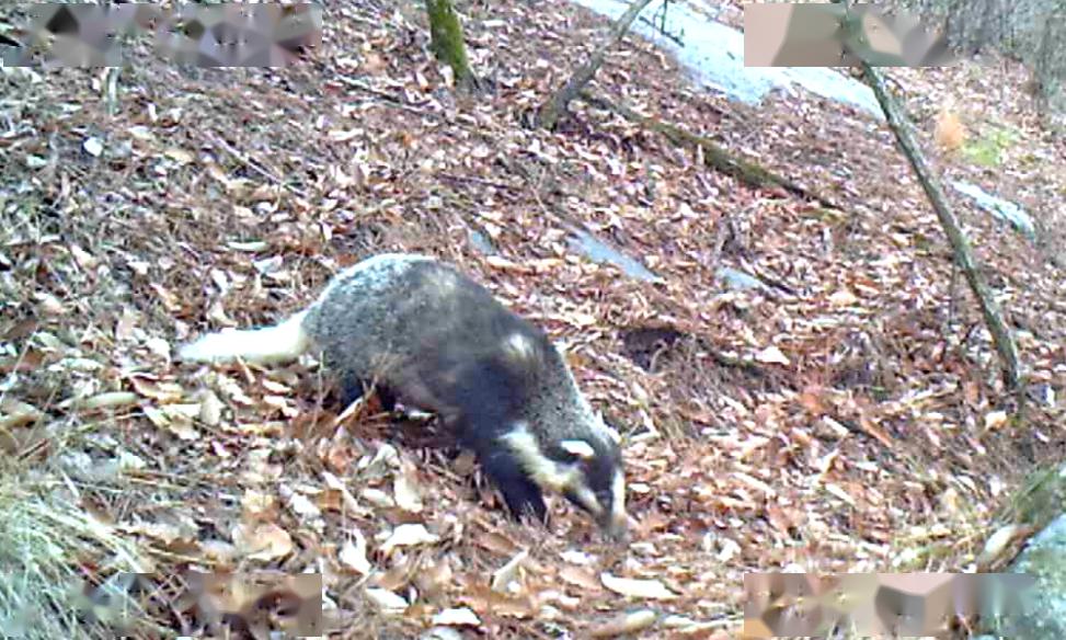 猪獾子黑鹎红嘴蓝鹊近年来,湖北大别山国家级自然保护区罗田管理局