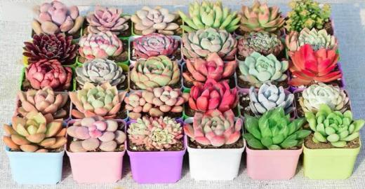 多肉小盆友是吉林哪的人 76a3061f746e466eaa26b8bfb74bf0c7.jpeg