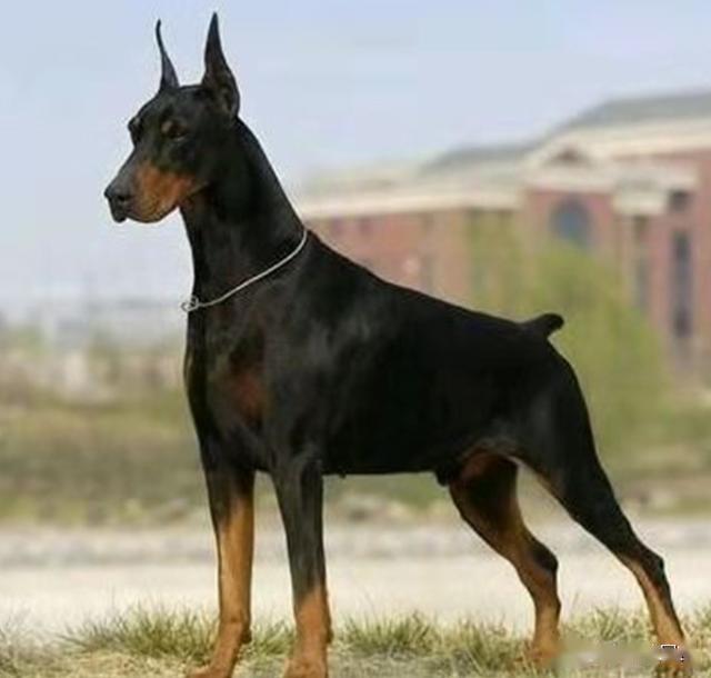 比起德牧或者罗威纳,杜宾很少作为军犬或者警犬被广泛使用.