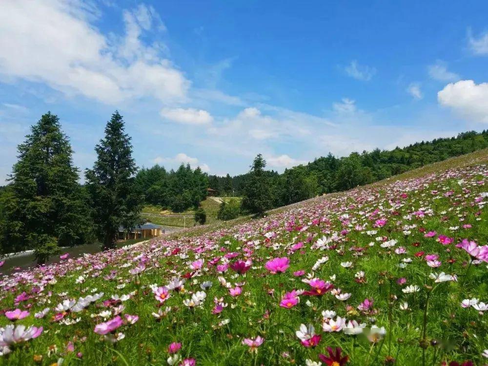 野三关森林花海景区