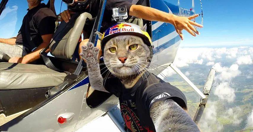 哈哈哈哈如果猫咪也会自拍那一定是这样