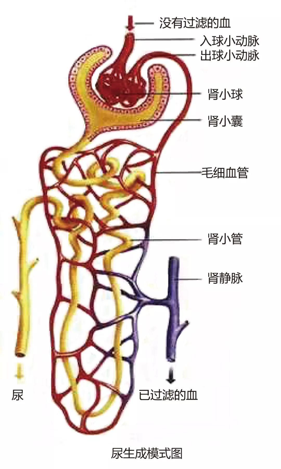 经过胃肠道吸收进入血液,通过血液循环,再经过肾脏处理后形成尿液排出