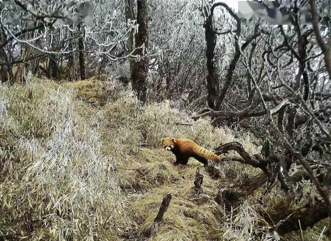你所知道的野生动物,不过是冰山一角!_小熊猫