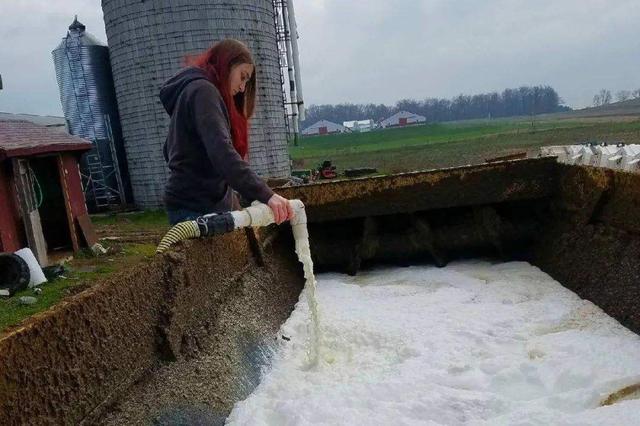 这就是美国 一边食物短缺要求强制开工 另一边却杀死大批牧畜 养殖