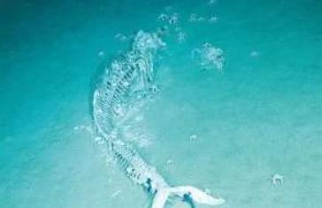 鲸落万物生曲谱_一鲸落万物生图片(3)